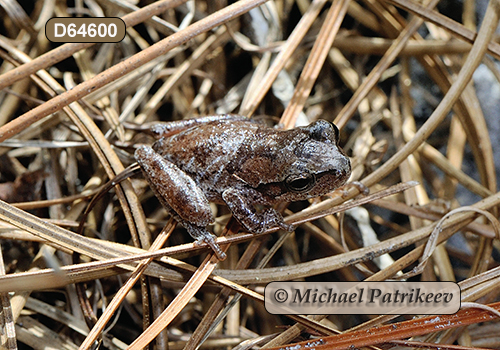 Pine Woods Treefrog (Hyla femoralis)